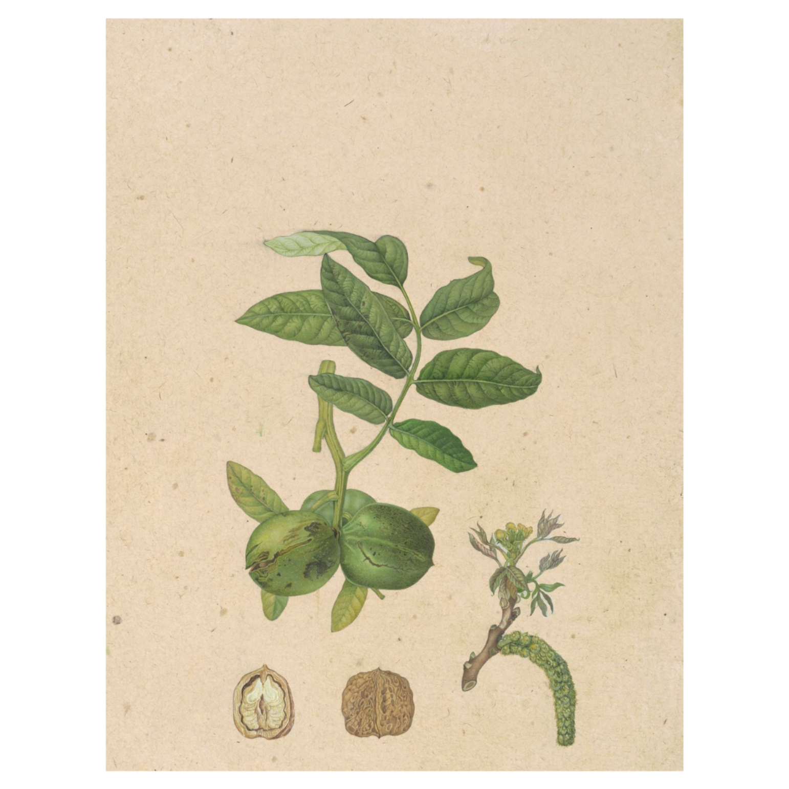 Before Ripening (Unframed, Archival Print)