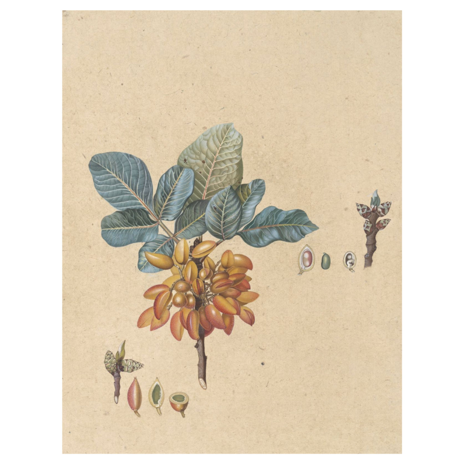 Botanical illustration of a plant with leaves and flowers on a beige background