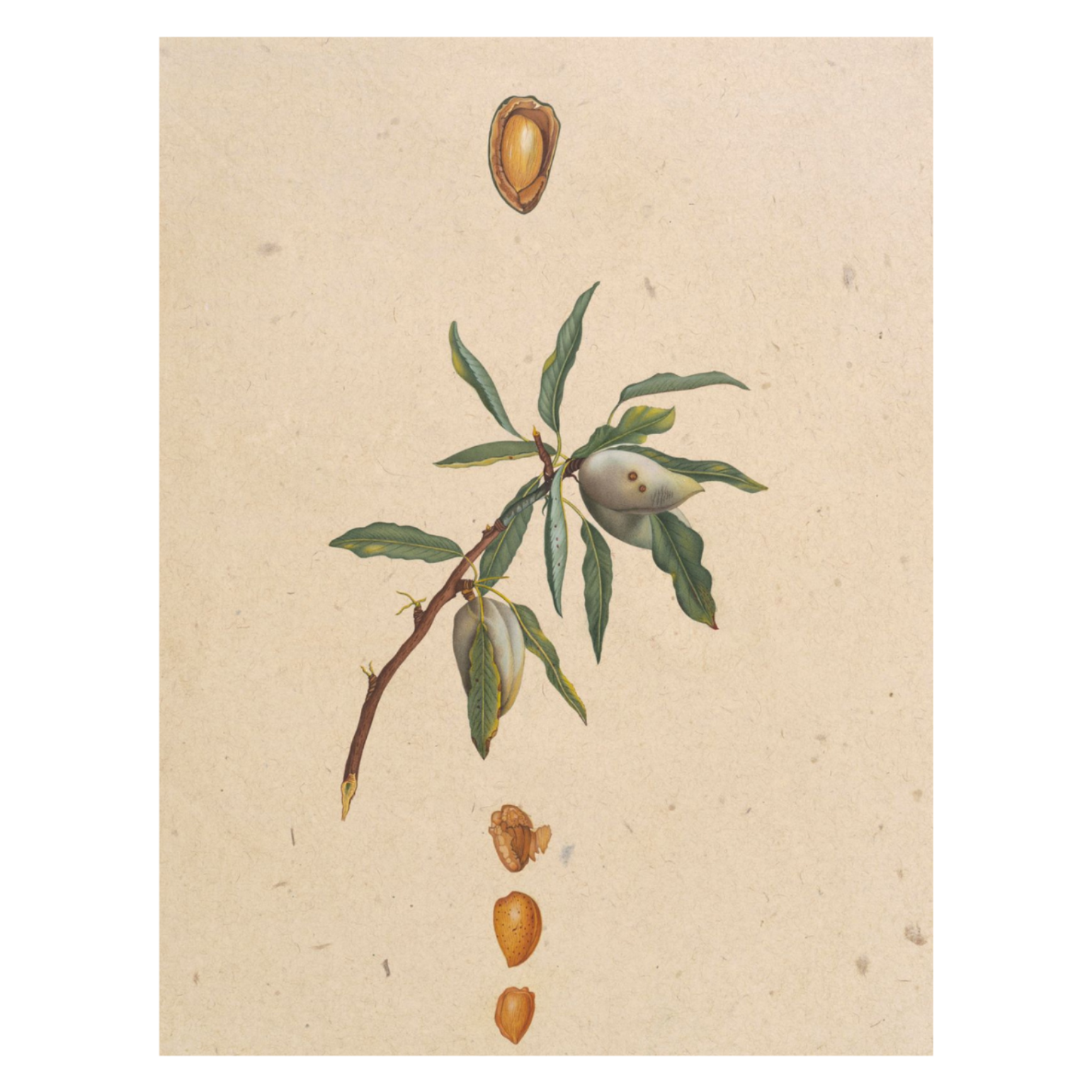 Illustration of an almond branch with seeds on a beige background